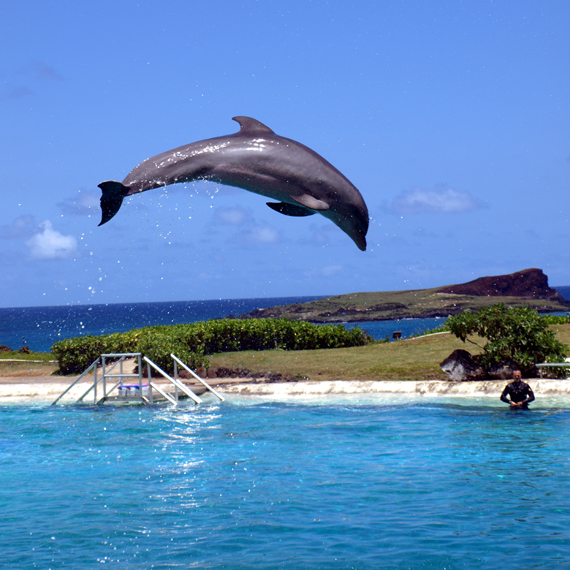 dolphin@sea life park