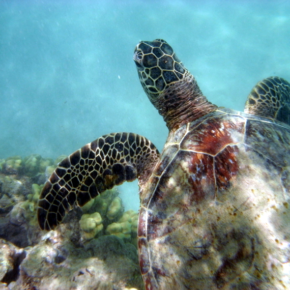 sea turtle@hanauma bay